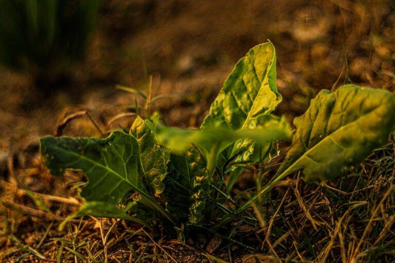 The Role of Political Spin Doctors