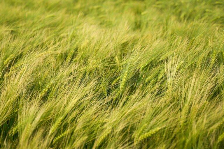 The Benefits of a Vegetarian Diet