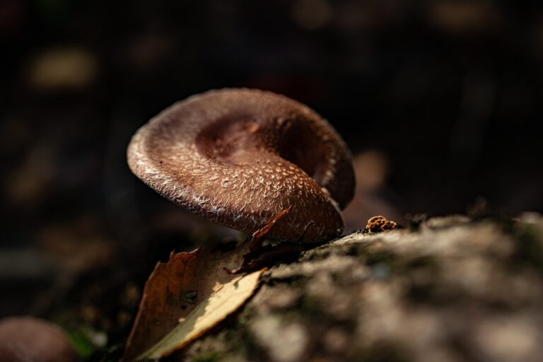 How to Address the Rising Rates of Autoimmune Disorders