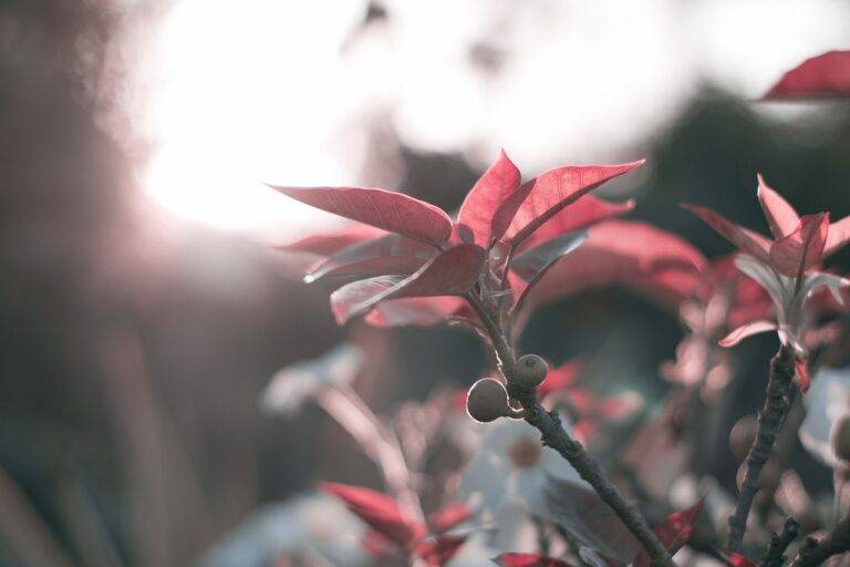 The Impact of Political Cartoons on Election Campaigns