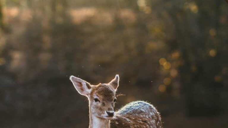 Does 11Xplay Register Offer Referral Points On Signup?